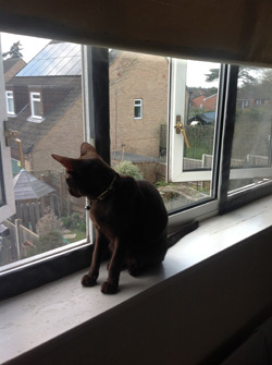 Cat window protection in Berkshire 