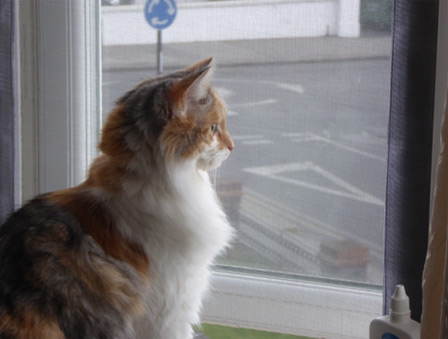 Window protection for cats in South Norwood, London