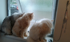 Three lovely cats enjoying the breeze in Yorkshire thanks to Flat Cats