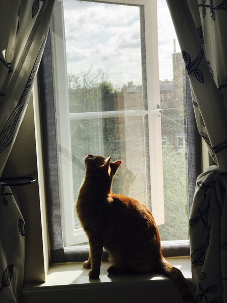 Flat Cats window screens in Milton Keynes