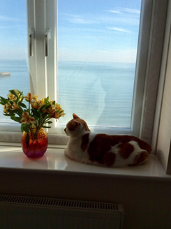 Flat Cats Window screens doing a great job in Isle of Wight