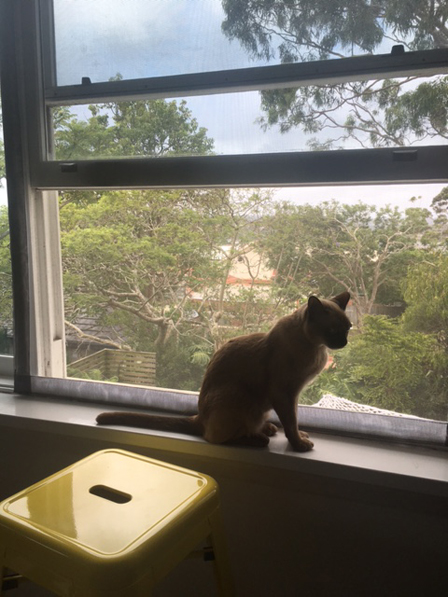 Cat window screens in Balgowlah New South Wales Australia