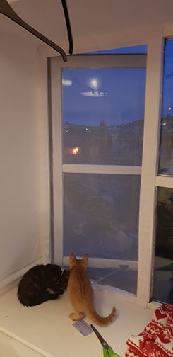 Flat Cats window screens working in Plymouth