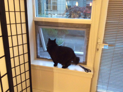 Claudia enjoying the view through Flat Cats window screens 