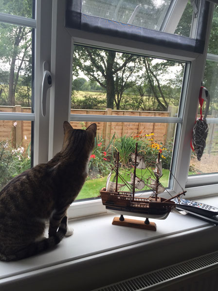 Cat window screens Berkshire