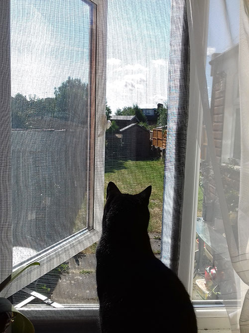 Flat Cats window screens working well in Carshalton, Surrey