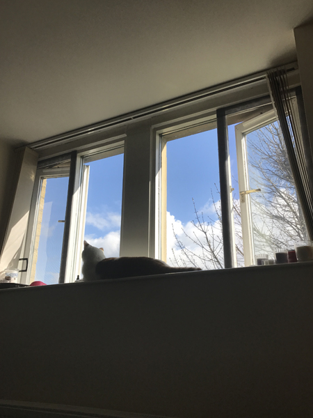 Flat Cats window screens in Bradford