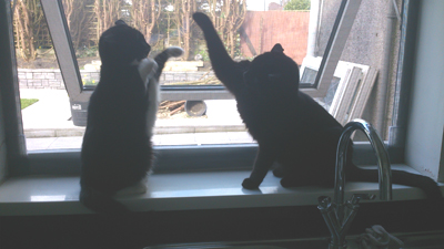 Flat Cats in Wales - Window protection for cats