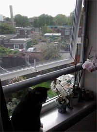 Flat Cats in London SW12