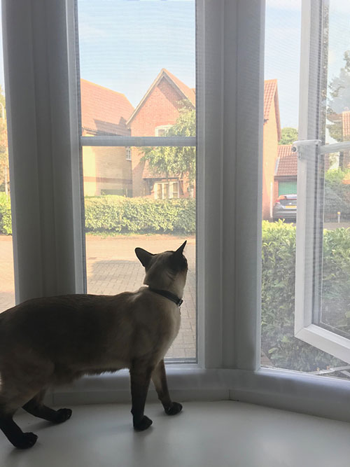 Flat Cats window screens working well in Essex