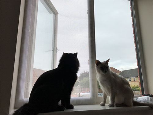Flat Cats Screens looking after cats in Lowestoft