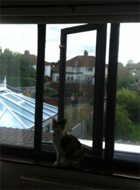 Flat Cats in Taverham, Norwich