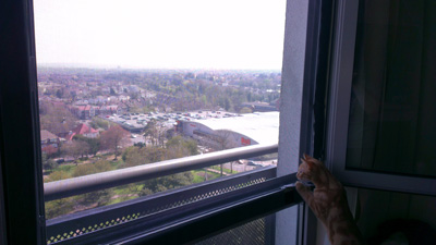 Flat Cats in Sutton Surrey protecting windows 