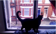 Flat Cats satisfied customer from Liverpool
