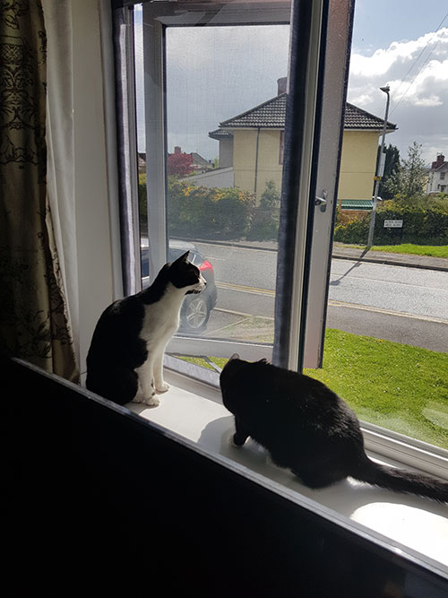 Flat Cats Screens looking after this pair in Chepstow, Monmouthshire