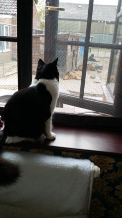 Claudia enjoying the view through Flat Cats window screens 