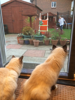 Marley & Sadie in Liverpool enjoying their view with Flat Cats