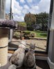 Standard Flat Cats 60cm x 130cm