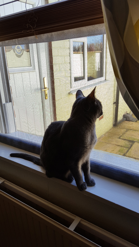 Flat Cats window screens in Dukinfield, Cheshire