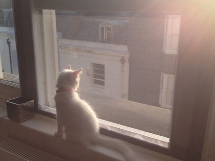 Sloth from Brighton enjoying the protection of Flat Cats
