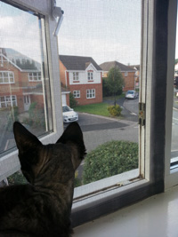Flat Cats window protection working in Coventry
