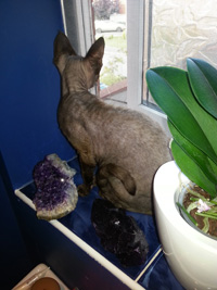 Flat Cats protecting windows for Cats in Coventry