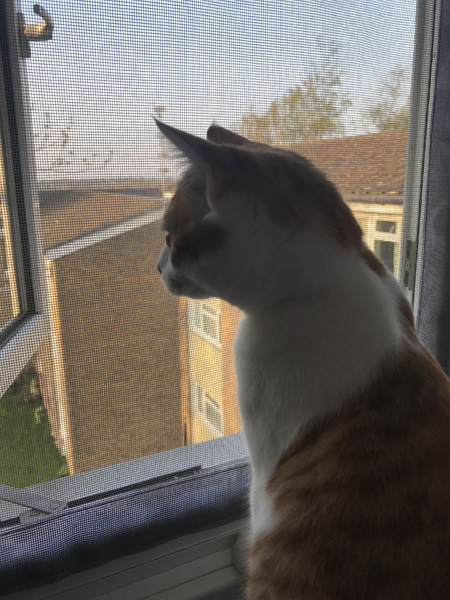 Flat Cats window screens Crawley, West Sussex