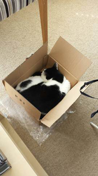Flat Cats Boxes come in useful too