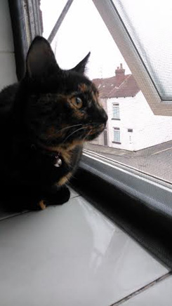 Millie finds that Flat Cats window screens keep her safe in Leeds