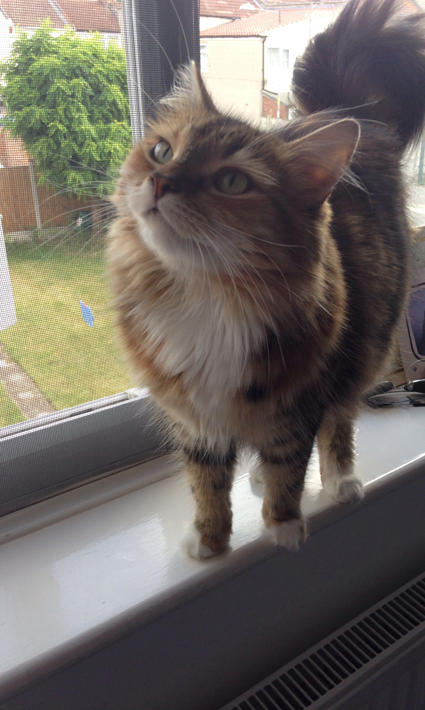 Bella the cat from Romford enjoying Flat cats screens
